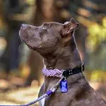 4 Unique Dogs Unicorn Braid Halsband